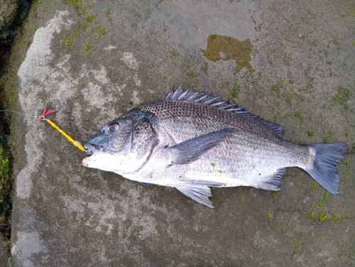チヌの釣果