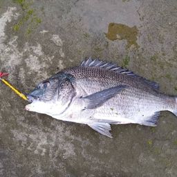 チヌ