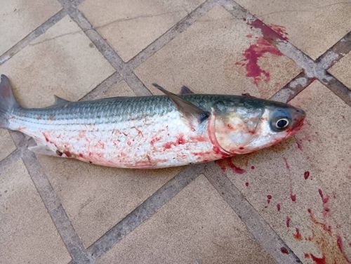 ボラの釣果