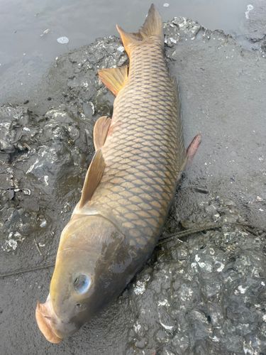 釣果