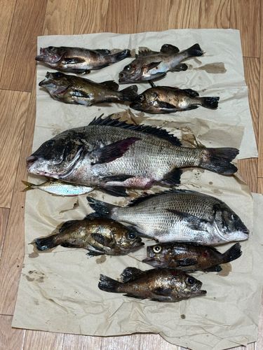 クロダイの釣果
