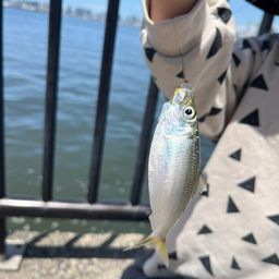 カタクチイワシ