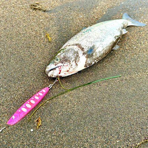 サクラマスの釣果