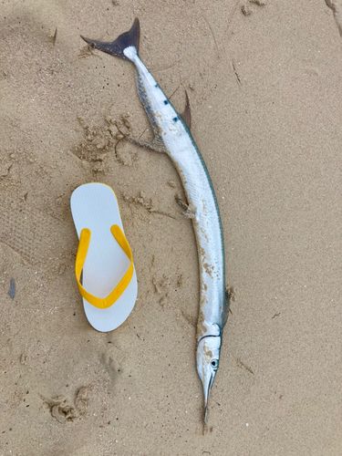テンジクダツの釣果