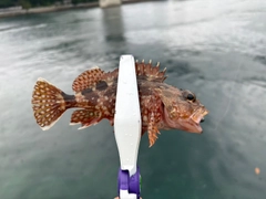 ガシラの釣果