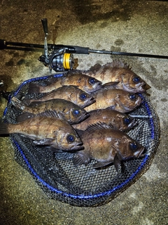 メバルの釣果