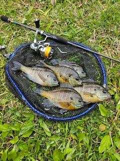 ブルーギルの釣果