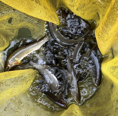 アユの釣果