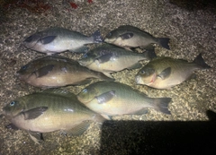 グレの釣果