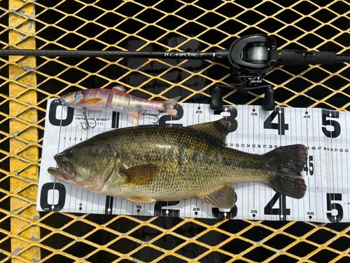 ブラックバスの釣果