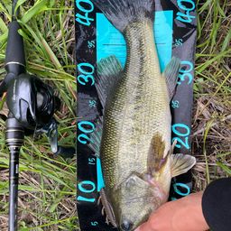 ラージマウスバス