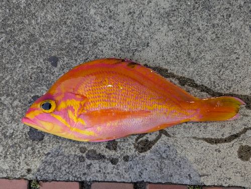 アカイサキの釣果