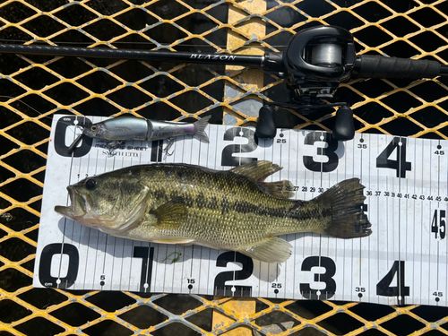 ブラックバスの釣果