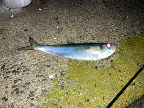 ヒラの釣果