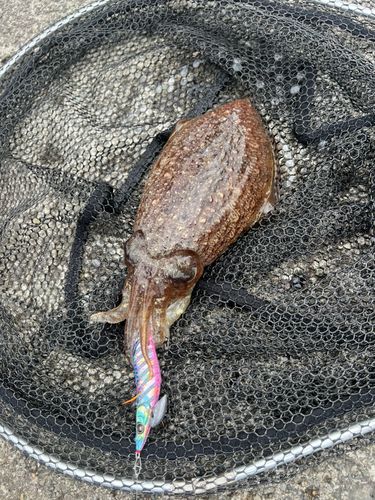 コウイカの釣果