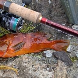 アカハタ