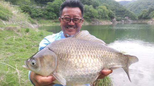 ヘラブナの釣果