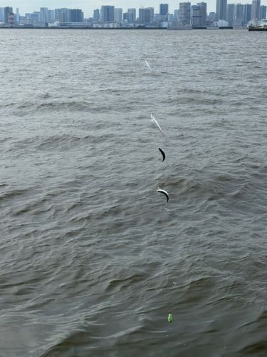 カタクチイワシ