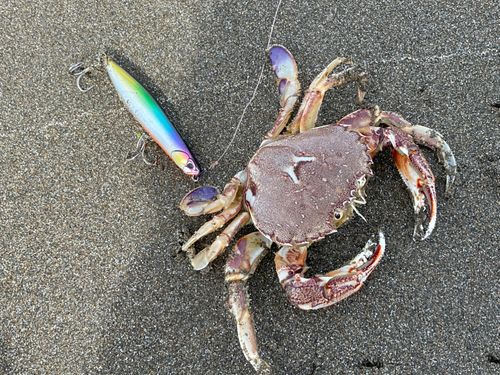 カニの釣果