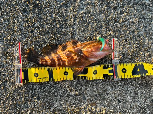 キジハタの釣果