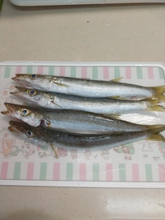 カマスの釣果
