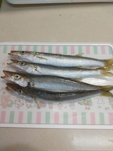 カマスの釣果