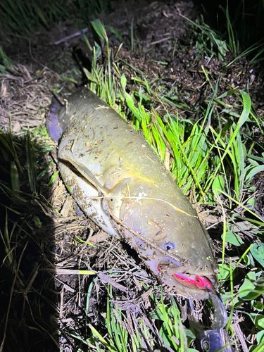 ナマズの釣果