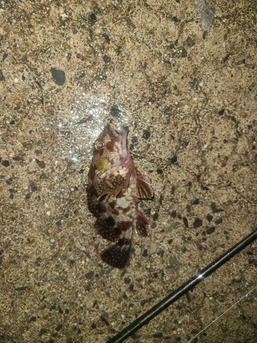 アラカブの釣果