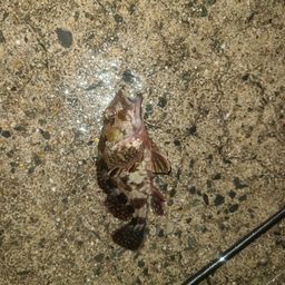アラカブ