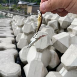 ブラックバス