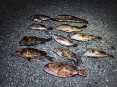 釣果
