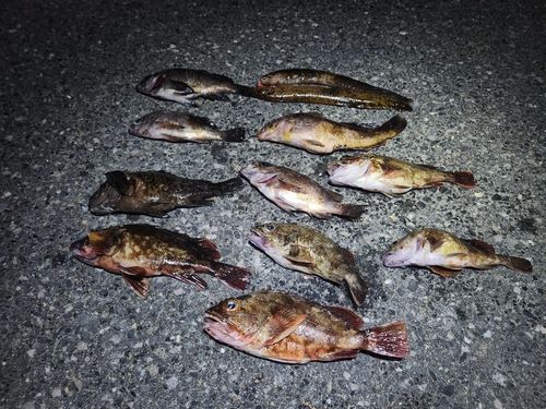 釣果