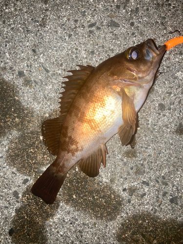 アカメバルの釣果