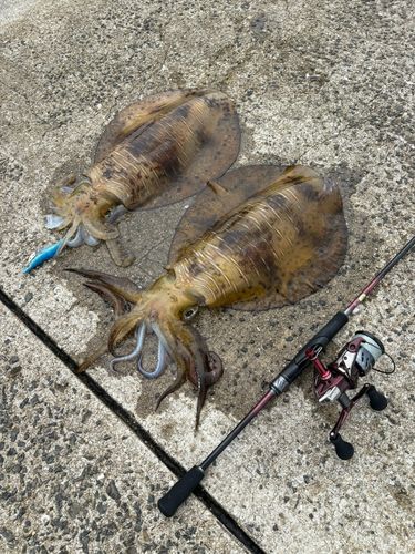 アオリイカの釣果