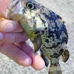 クロソイ