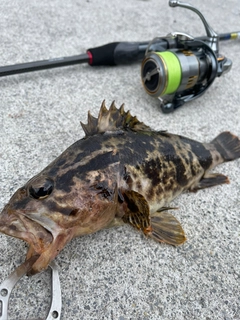 ベッコウゾイの釣果