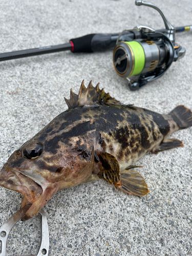 ベッコウゾイの釣果