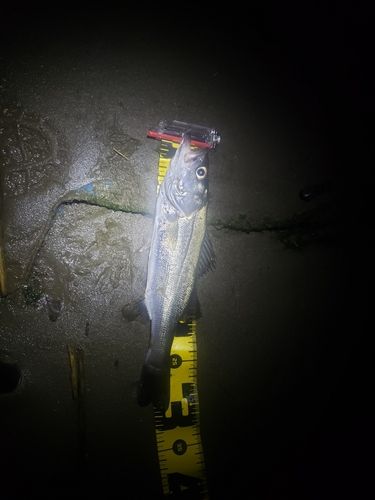 セイゴ（マルスズキ）の釣果