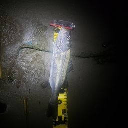 セイゴ（マルスズキ）