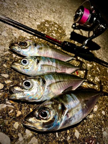 アジの釣果