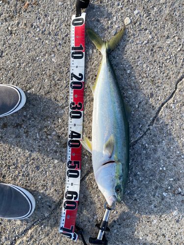 メジロの釣果