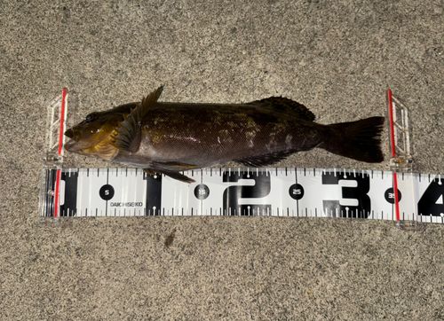 アイナメの釣果