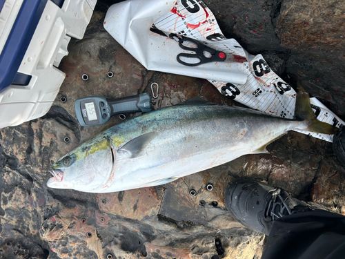 ブリの釣果