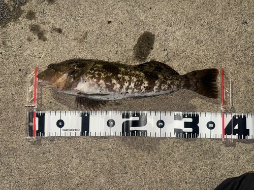アイナメの釣果