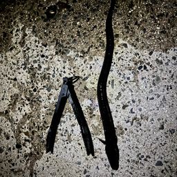アナゴ