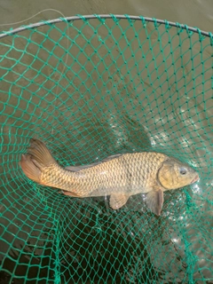 コイの釣果