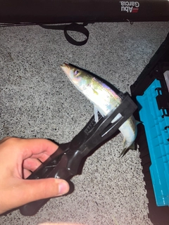 カマスの釣果