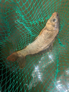 コイの釣果