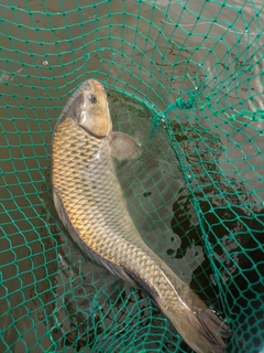 コイの釣果