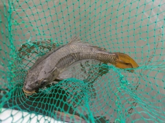 コイの釣果
